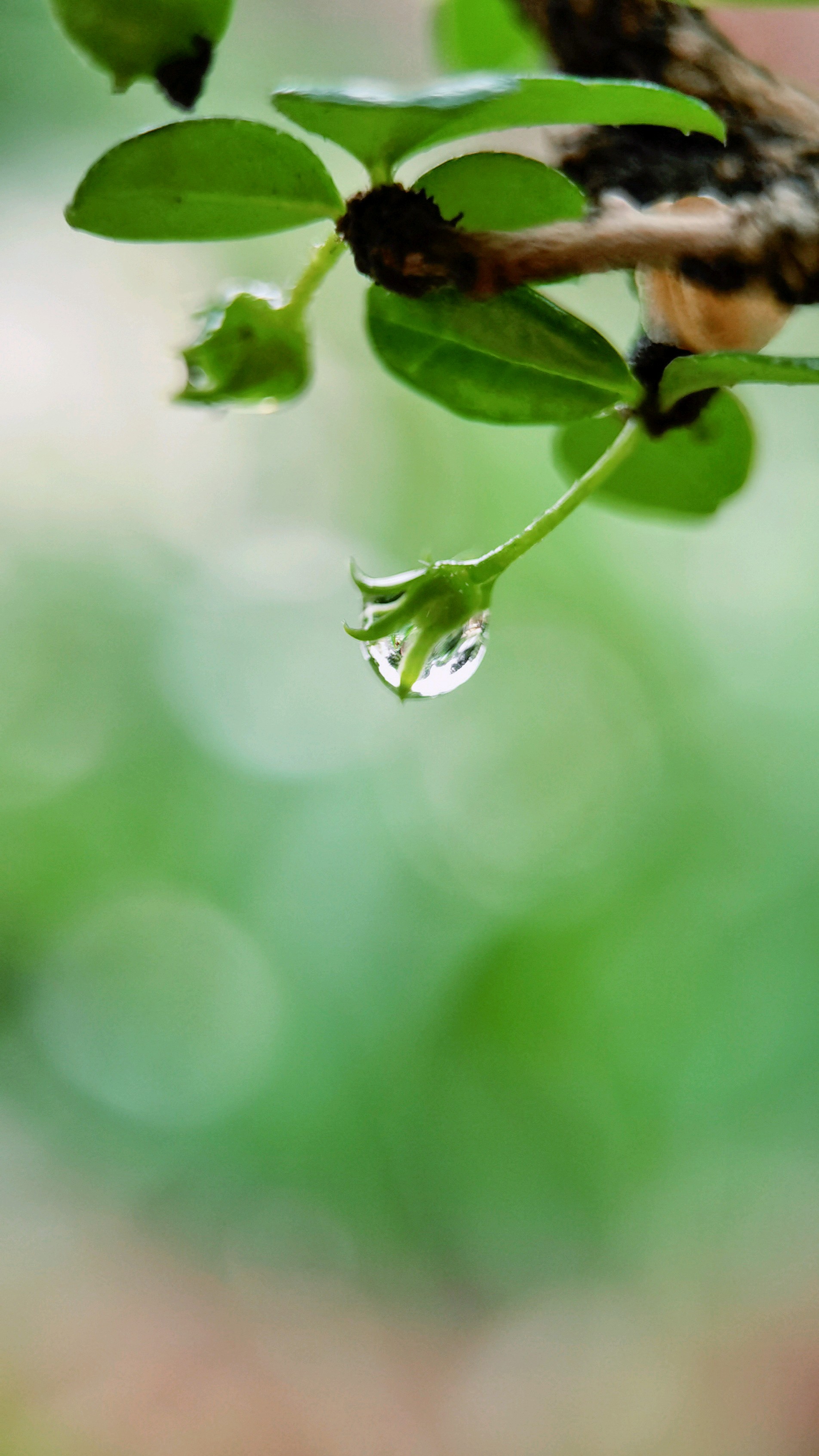 雨滴最新，自然之美与科技创新的交融探索